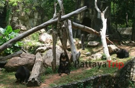 Khao kheo - Zoo в Патая снимка, как да се получи