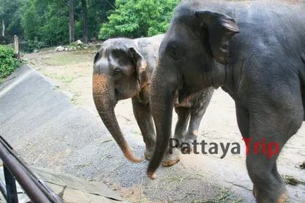 Khao kheo - Állatkert Pattaya fotó, hogyan lehet magad