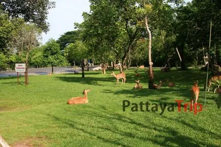 Khao kheo - Állatkert Pattaya fotó, hogyan lehet magad