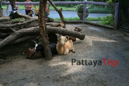 Khao kheo - Állatkert Pattaya fotó, hogyan lehet magad