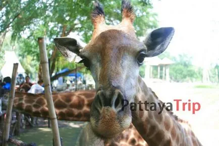 Khao kheo - Állatkert Pattaya fotó, hogyan lehet magad