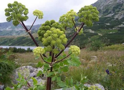 Kurai (növény) leírás, a használata