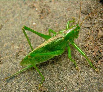 Grasshopper în acvariu