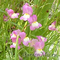 Toadflax (Linaria), flori de grădină