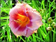 Daylilies scurtă incursiune în istoria de reproducție