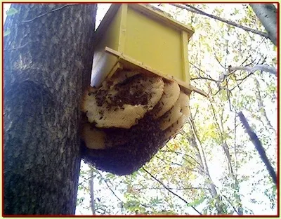 Капани за пчели, хралупа пчеларството проект Vinni Пух, пчелина в страната, като се започне пчеларите,