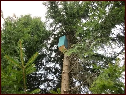 Capcane pentru albine, copac scobit proiect apicultura Vinni Puh, stupinei în țară, începând apicultori,