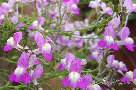 Toadflax (Linaria), flori de grădină