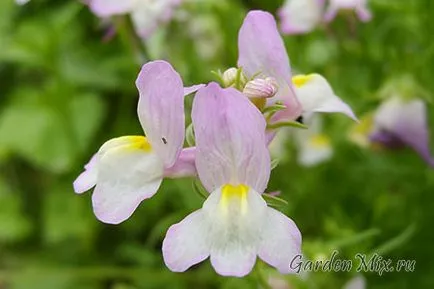 Toadflax (Linaria), flori de grădină