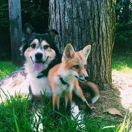 Fox și câine - cei mai buni prieteni, și de ședere temporară