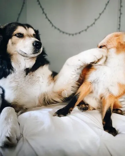 Лисицата и кучето стана най-добри приятели! В един свят на интересни неща