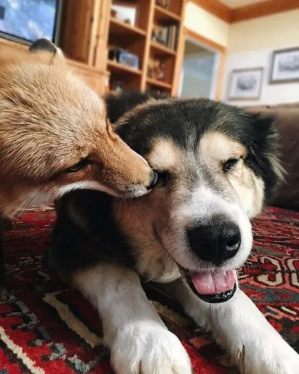 Vulpea și câinele a devenit cei mai buni prieteni! Într-o lume de lucruri interesante