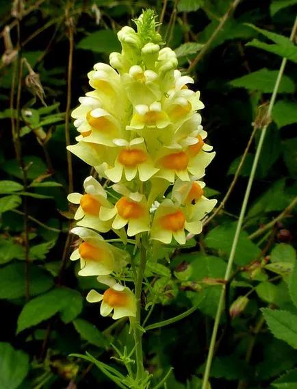 Közös toadflax, marokkói fotó, egyre nagyobb a mag, ültetés és gondozás