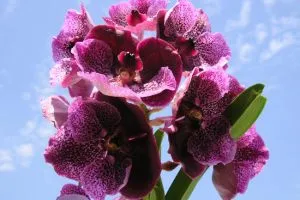Ludiziya különös gonddal értékes orchidea