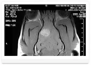 Mágneses rezonancia képalkotás (MRI) az állatok számára