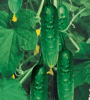 Cele mai bune soiuri de semințe de castravete detaliate descrierea și recomandări privind plantarea