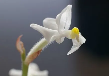 Ludiziya особено внимание скъпоценен орхидея
