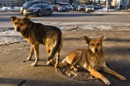 ucidere în masă a câinilor investighează Sahalin