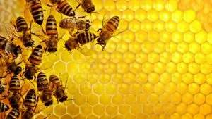 Мед с аденом на простатата - лечение на простатна аденома мед