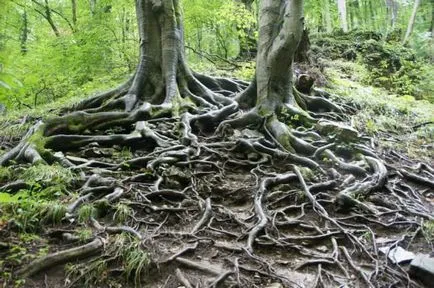 Bútor a gyökerek funkciók eredeti változat, a gyártási előírások, video