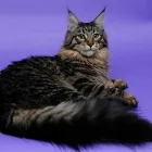 Maine Coon fotó, ár, szín, video, súlya, jellege, koshkomir