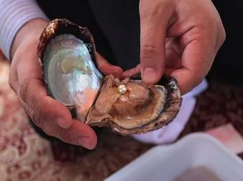 A kagylók, mint hasznos szakács kagyló Görögországban, érdekességek