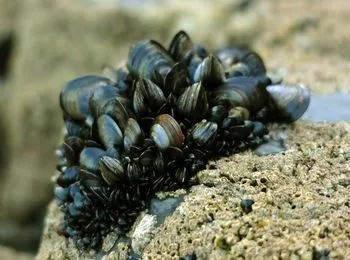 A kagylók, mint hasznos szakács kagyló Görögországban, érdekességek