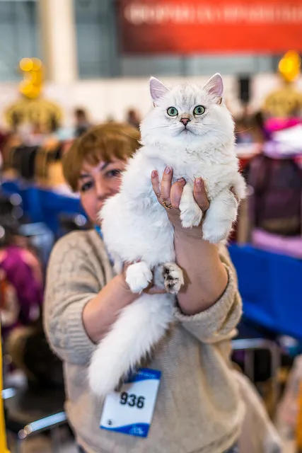 Nemzetközi macska show-t a kiállítási központ Crocus Expo Moszkvában