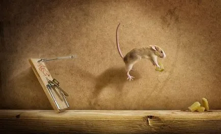 Мишките в мазето, за да се отървете от бича на традиционните методи