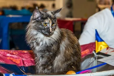 Nemzetközi macska show-t a kiállítási központ Crocus Expo Moszkvában