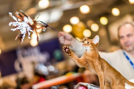 Nemzetközi macska show-t a kiállítási központ Crocus Expo Moszkvában