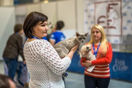 Nemzetközi macska show-t a kiállítási központ Crocus Expo Moszkvában