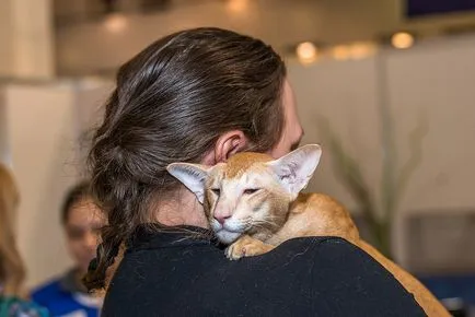 Nemzetközi macska show-t a kiállítási központ Crocus Expo Moszkvában