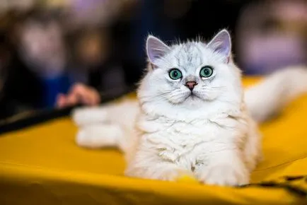 Nemzetközi macska show-t a kiállítási központ Crocus Expo Moszkvában
