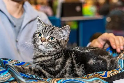 Nemzetközi macska show-t a kiállítási központ Crocus Expo Moszkvában