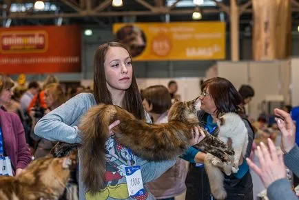 Nemzetközi macska show-t a kiállítási központ Crocus Expo Moszkvában