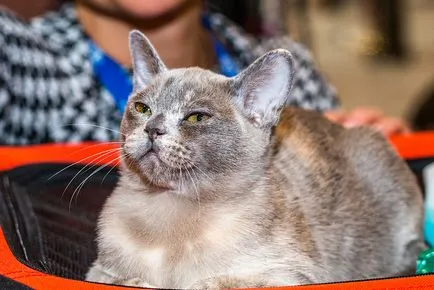 Nemzetközi macska show-t a kiállítási központ Crocus Expo Moszkvában