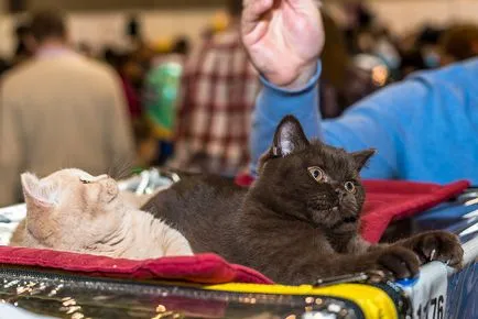 Nemzetközi macska show-t a kiállítási központ Crocus Expo Moszkvában