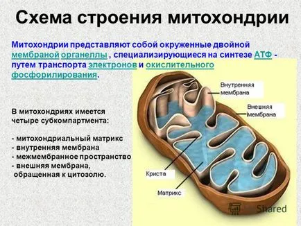 mitocondriile fotografie