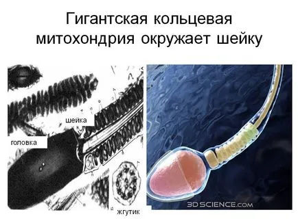 mitocondriile fotografie