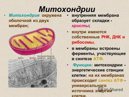 mitokondriumok fotó