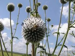 Echinops, lofant, motherwort