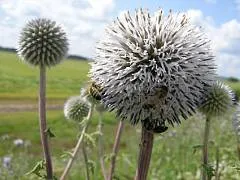 Echinops, lofant, motherwort