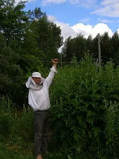 Echinops, lofant, motherwort