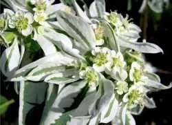Euphorbia privire de ansamblu franjuri de houseplants de origine Euphorbia franjurate