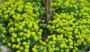 Euphorbia privire de ansamblu franjuri de houseplants de origine Euphorbia franjurate