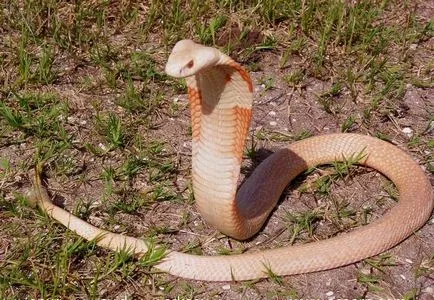 Monoklevaya кобра