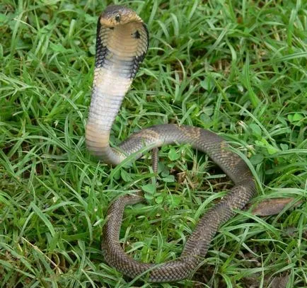 Monoklevaya kobra