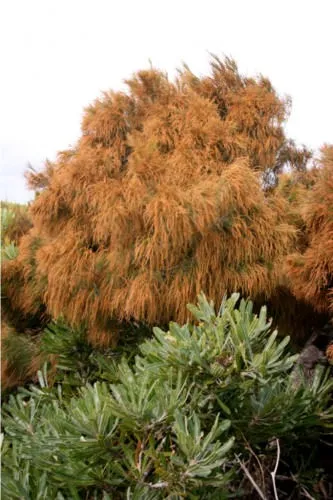 copac Carne Casuarina sau de coastă (limba latină: