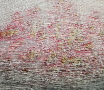 Erythema multiforme és toxikus epidermális necrolysis kutyák és macskák, az állatorvos